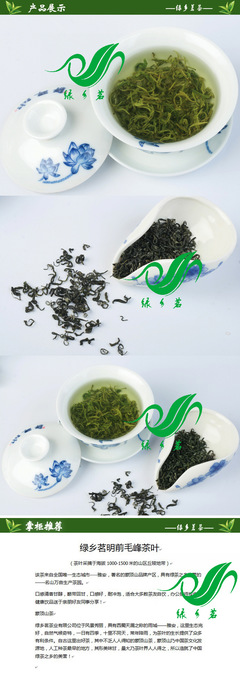 绿乡茗四川原生高山有机毛峰茶 散装绿茶批发首选之选
