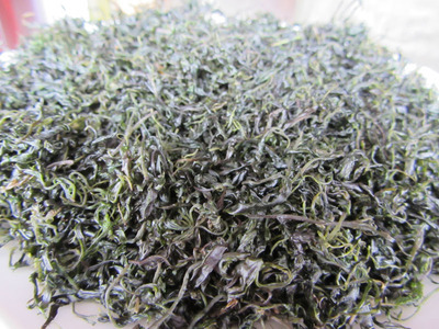 云南毛冬青嫩芽批发 农副产品的茶香新选择