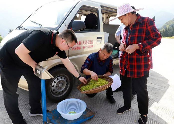 创建天府旅游名县批l 发价400多元一斤?来尝兴文这个茶叶
